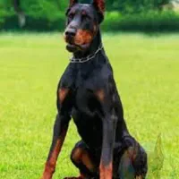 توله مشکی دوبرمن نر 2 عددو توله کنکورسو ماده کد114