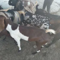 فروش ۱۱ بز کهره دار