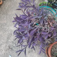 پاندانوس دیفن سانسوریا پدیلانتوس بیدی تمساح الوو|گل و گیاه طبیعی|تهران, شهرک استقلال|دیوار