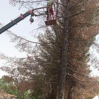 خرید چوب قطع درخت هرس درخت برش درخت