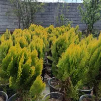 کاج کامیس ولاوسون