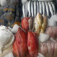 به ماهی فروشی شعبانی خوش آمدید