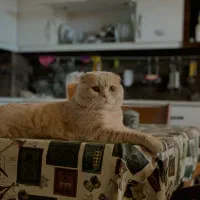 اسکاتیش فولد طلایی