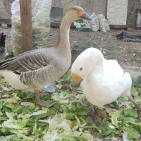 قوغاز جوان سالم