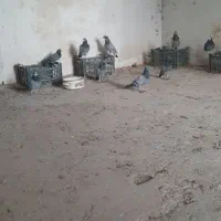 تعدادی کبوتر مسافتی بفروش میرسد