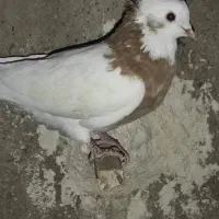 طوق زرد نر  بدونم پر غلط جوون ومست دو بر گوشوار