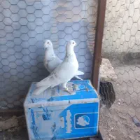 کبوترساراغون المانی درچناران