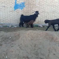 حیوانات‌مزرعه|حیوانات مزرعه|گتوند, |دیوار