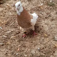 طوقی  آس فروشی