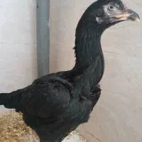 مرغ و خروس لاری