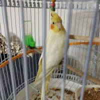 فروش عروس هلندی مولد،ماهی کپی مولد بابچه کپی