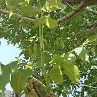 پیوند زنی درخت گردو به صورت تخصصی وحرفه ای|خدمات باغبانی و درختکاری|نجف‌آباد, شیخ بهایی|دیوار