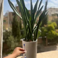 ۱۲ عدد گل آپارتمانی شیک فقط ۷۹۰