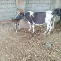 گاو گوساله دار