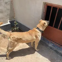 سگ خراسانی