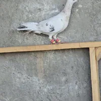 ماده زرد هفرنگ خطی