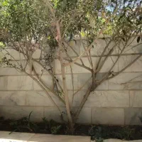 اجاره آپارتمان ۱۲۰متری کنار گذر اتوبان خرازی|اجارهٔ آپارتمان|اصفهان, جوزدان الیادران|دیوار
