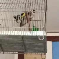 سهره مست مست