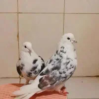 کفتر پرشی نسل دار