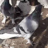 سبز دم سفیدکاکل پرپا وکاغذی دمسفید|پرنده|اهواز, بهارستان|دیوار