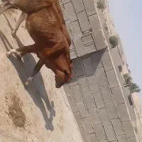 دوتا گوساله نر دورگه