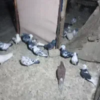 کفتر یاهو و پرشی|پرنده|قم, آزادگان|دیوار