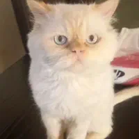 گربه پرشین نر