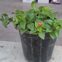 گل طبیعی