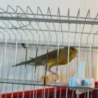 قناری سبز علیخانی