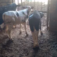 گوساله|حیوانات مزرعه|قنوات, |دیوار