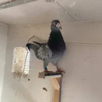 آلمانی|پرنده|مشهد, ادیب نیشابوری (شهرک غرب)|دیوار