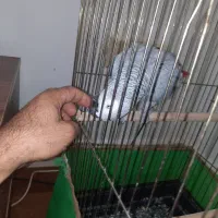 طوطی کاسکو دم قرمز
