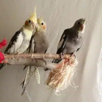 عروس هلندی رام