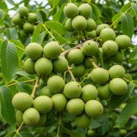 عرضه نهال صنوبر مقاوم بارشد سریع و ماندگاری طولانی|خدمات باغبانی و درختکاری|خمین, |دیوار