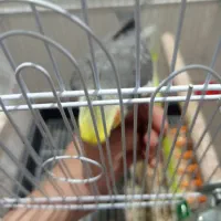 عروس هلندی رام دستی|پرنده|رویان, |دیوار