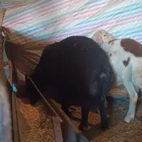 میش|حیوانات مزرعه|بیرانوند, |دیوار