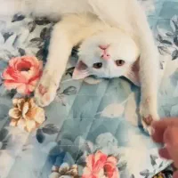 واگذاری گربه سفید