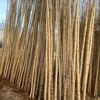 نهالستان انواع درجه یک صنوبر و میوه