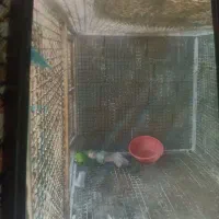 فنس بزرگ|لوازم جانبی حیوانات|ایرانشهر, |دیوار