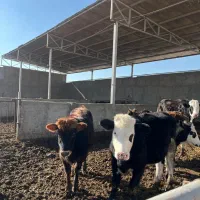 اجاره دامداری با مجوز صنعتی در زمان آباد شهرری