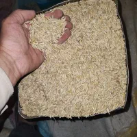 جو و گندم