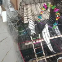 دوجفت گرینجیک چهار جفت عروس یک جفت برزیلی