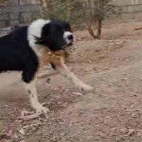 سگ نگهبان|سگ|خمینیشهر, |دیوار