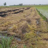 ۳۴۰۰۰زمین کشاورزی با۲ انبار بحرجاده۱۲متری باامتیاز|فروش دفتر صنعتی، کشاورزی، تجاری|خشکبیجار, |دیوار