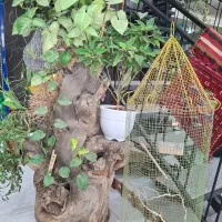 سلام کسانی.. که میخان برن ..اسفراین