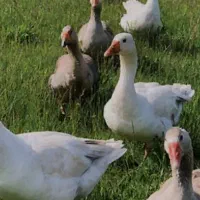 غاز محلی درشت