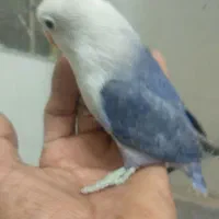 کوتوله یویینگ تراکواز