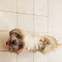 واگذاری سگ شیتزو