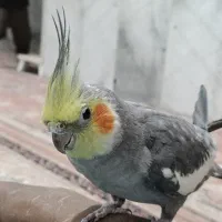 عروس هلندی|پرنده|درگهان, |دیوار