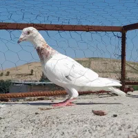 کبوتر سار هفت رنگ